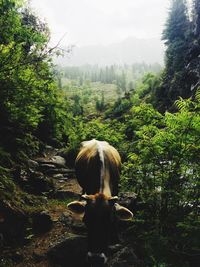 View of a horse on land