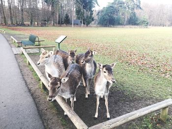 Sheep on field