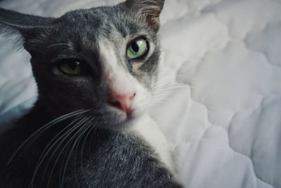 Close-up portrait of cat