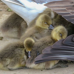 Close-up of a young bird
