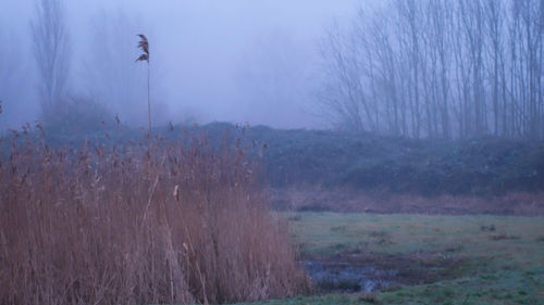 Trees on field against sky