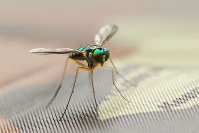 Close-up of fly