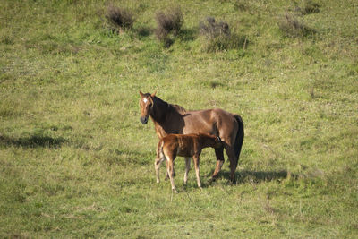 Horse standing in a field