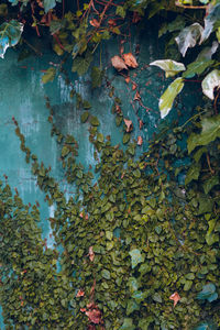 High angle view of leaves floating on lake