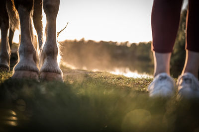 Low section of horse on field