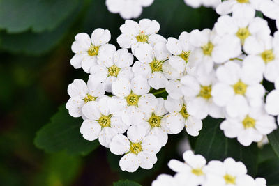 Close-up of white flowers