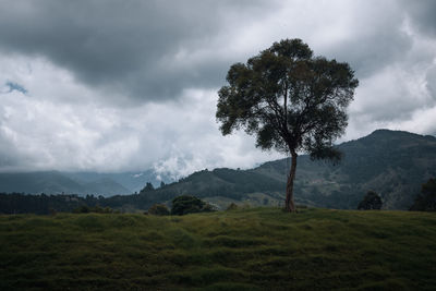 Tree on field against sky