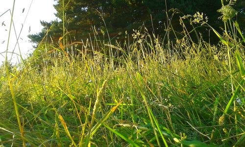 Plants growing on field