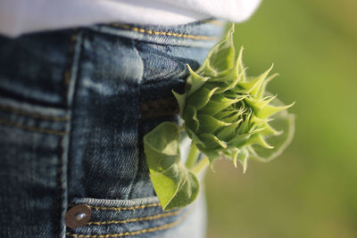 Close-up of plant in jeans pocket 