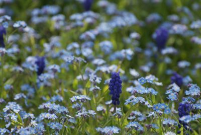 Close-up of purple flowering plants on field