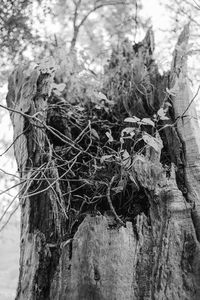 Close-up of dry tree trunk in forest