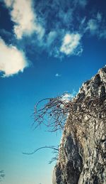 Low angle view of trees against blue sky