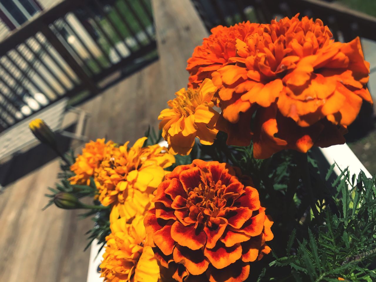 flower, petal, flower head, freshness, fragility, beauty in nature, orange color, nature, growth, plant, day, blooming, no people, focus on foreground, close-up, marigold, outdoors, sunlight, zinnia