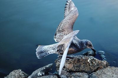 Close-up of bird flying over rocks by sea