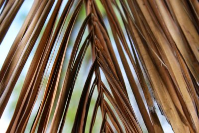 Low angle view of palm leaf