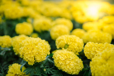 Close-up of yellow flowers