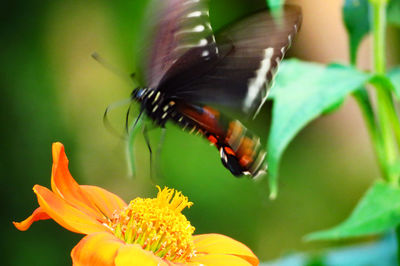 Close-up of honey bee on flower