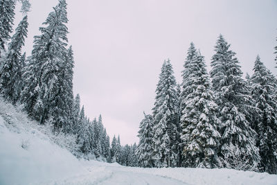 Snow covered road amidst trees against sky