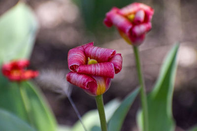 Close-up of pink flowering plant