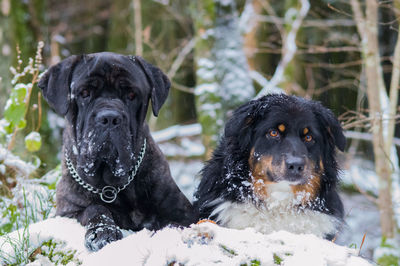 Portrait of black dog