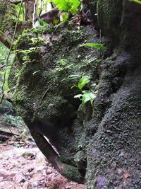 Close-up of moss growing on rock