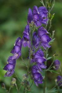 Close-up of purple flowering plant