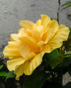 Close-up of yellow flowering plant