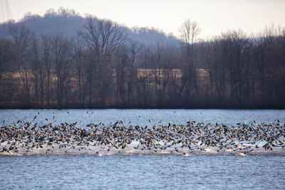 Birds in lake during winter