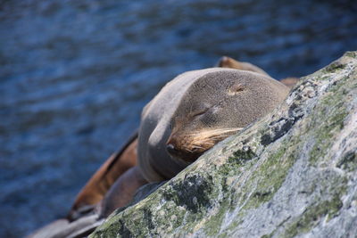 Close-up of sea lion on rock