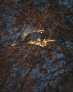 Wild beautiful birds from danube delta, romania. wildlife photography