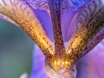 Close-up of purple flowering plant