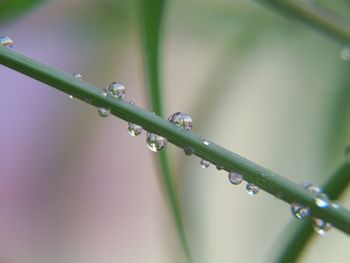 Close-up of wet plant during rainy season