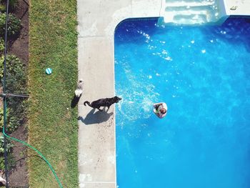 Man swimming in pool