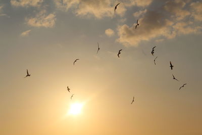 Silhouette birds flying against sky during sunset