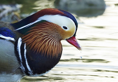 Close-up of mandarin duck swimming in lake