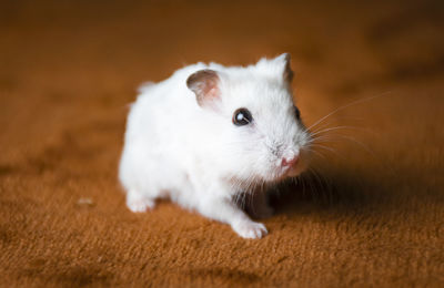 Portrait of white hamster