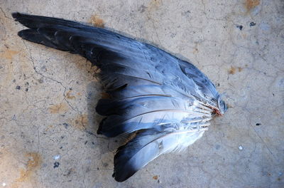 Directly above view of feather on footpath