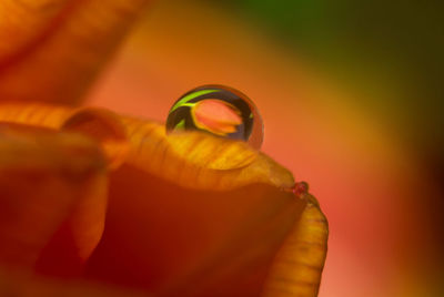 Close-up of orange flower against blurred background