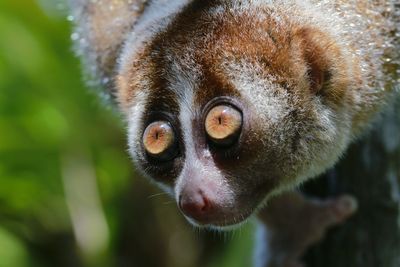 Slow loris