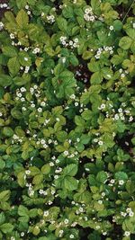 High angle view of flowering plants