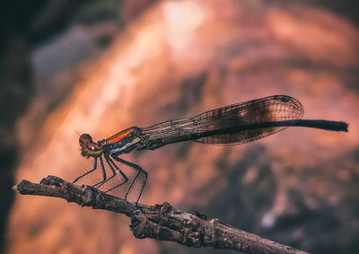 Close-up of dragonfly on branch