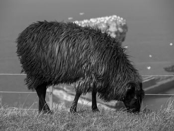 Helgoland island