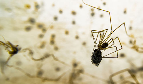 Close-up of spider on web