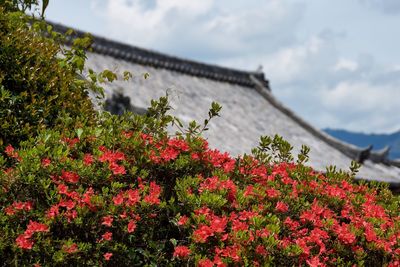 Flowers blooming against sky