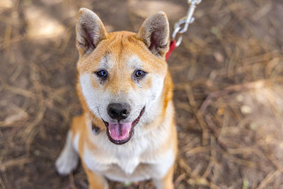 Close-up portrait of dog