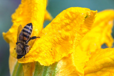 Close-up of bee pollinating on yellow flower