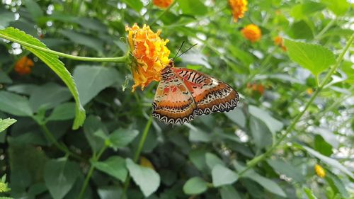 Close-up of butterfly pollinating on orange flower