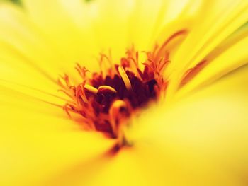 Close-up of yellow flower blooming outdoors