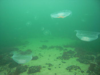 Close-up of fish swimming in sea