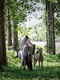 Horses in woods